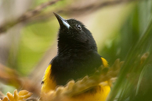 Black-cowled Oriole (Icterus prosthemelas) male