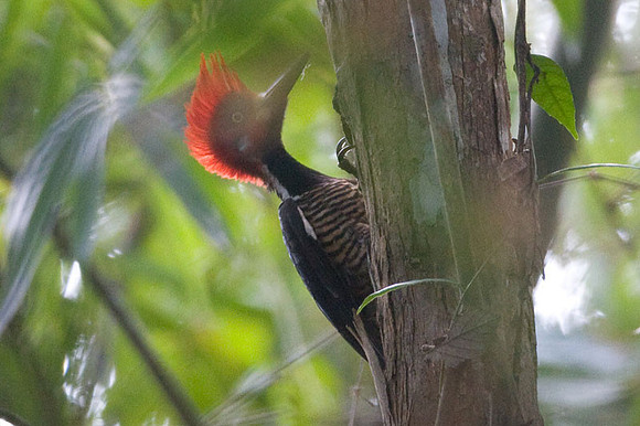 Crimson-crested Woodpecker (Campephilus melanoleucos) male