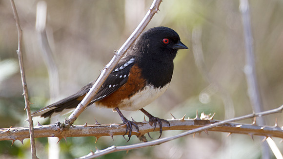 Spotted Towhee (Pipilo maculatus)