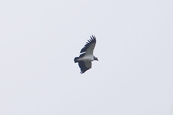 King Vulture (Sarcoramphus papa)
