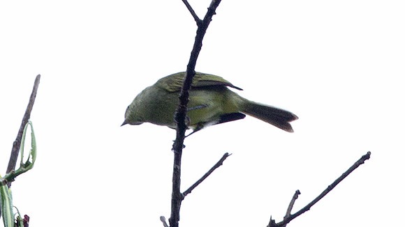 Palm Tanager (Thraupis palmarum)