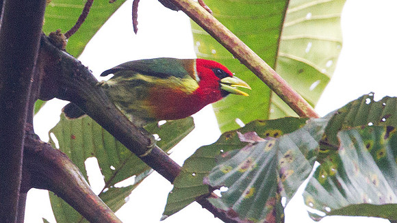 Red-headed Barbet (Eubucco bourcierii)