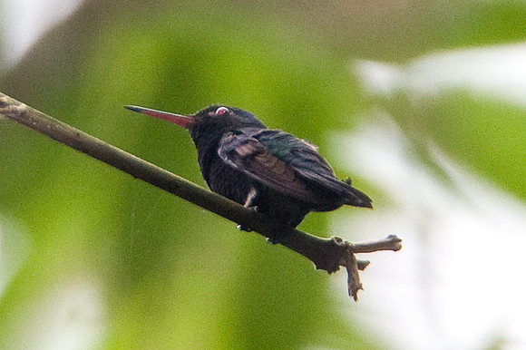 Blue-Throated Saphire (Hylocharis eliciae)