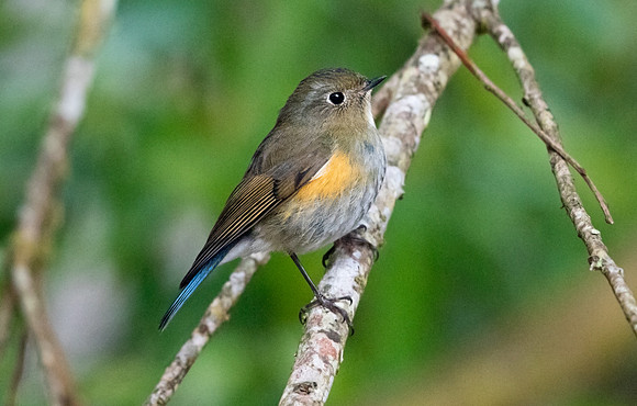 Red-flanked bluetail (Tarsiger cyanurus) Female