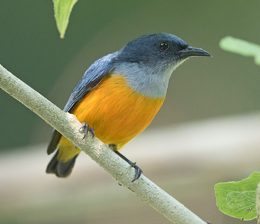 9V3A7628a
