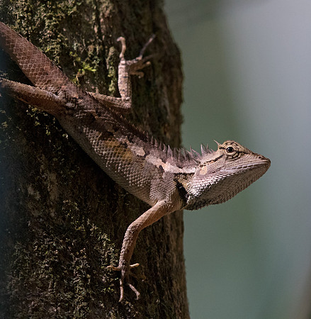Emma Gray's forest lizard (Calotes emma)