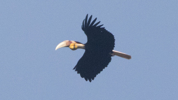 Wreathed hornbill (Rhyticeros undulatus) Male