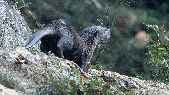 Smooth-coated otter (Lutrogale perspicillata)