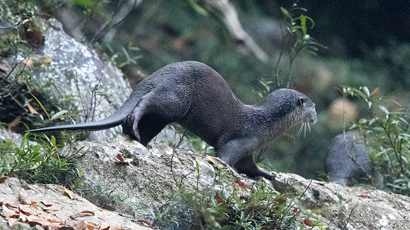 Smooth-coated otter (Lutrogale perspicillata)