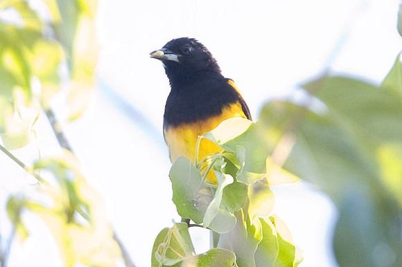 Black-cowled Oriole (Icterus prosthemelas) male