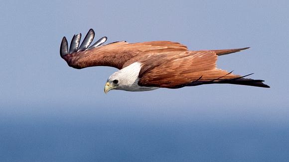 Brahminy kite (Haliastur indus)
