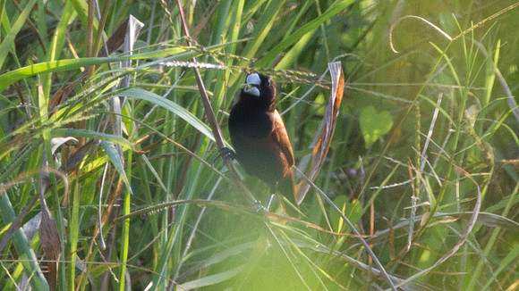 Chestnut Munia (Lonchura atricapilla)