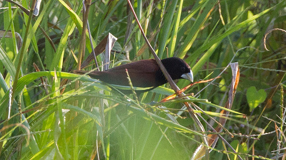 Chestnut Munia (Lonchura atricapilla)
