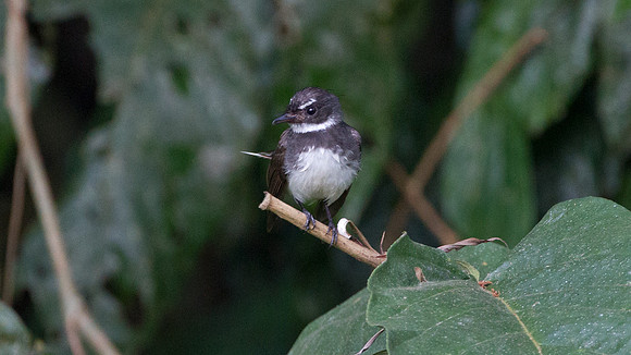 Gray Fantail (Rhipiduta fuliginosa)
