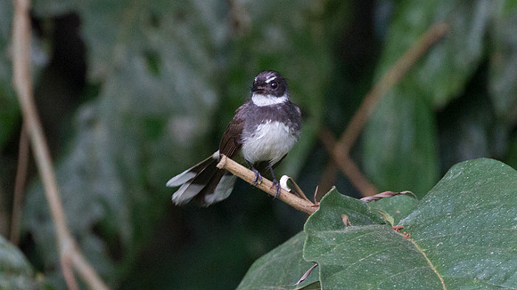 Gray Fantail (Rhipiduta fuliginosa)
