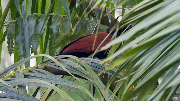 Raffles's Malkoha (Rhinortha chlorophaea)