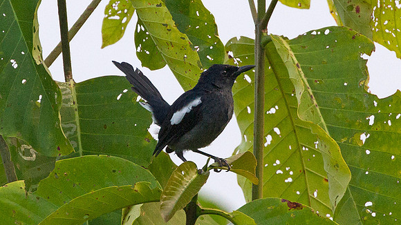 Oriental Magpie-Robin (Copsychus saularis)