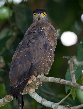 Crested Serpent Eagle (Spilornis cheela)