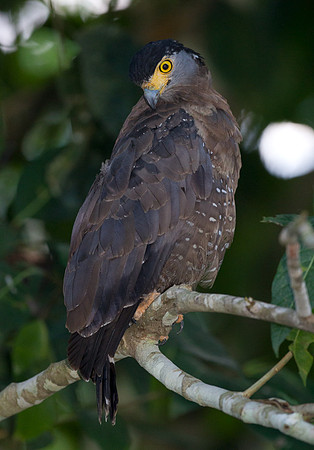 Crested Serpent Eagle (Spilornis cheela)