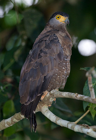 Crested Serpent Eagle (spilornis cheela)