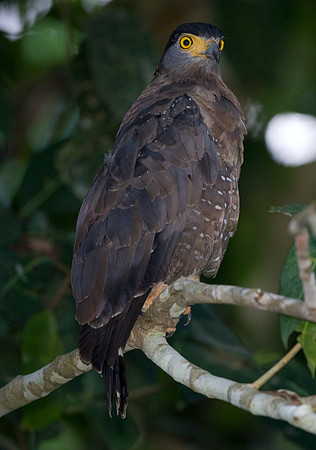 Crested Serpent Eagle (spilornis cheela)