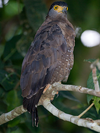 Crested Serpent Eagle (spilornis cheela)