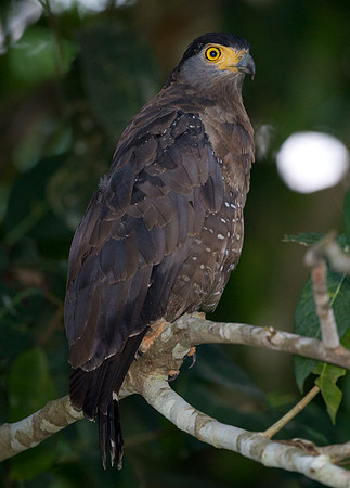 Crested Serpent Eagle (spilornis cheela)