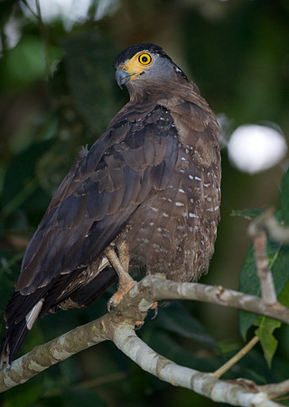 Crested Serpent Eagle (spilornis cheela)