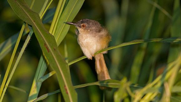 Common Tailorbird (Orthotomus sutorius)