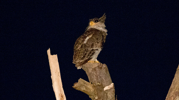 Barred Eagle-Owl (Bubo sumatranus)