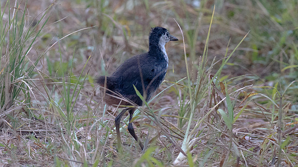 White-breasted Waterhen (Amaurornis phoenicurus)