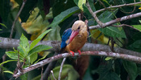 Stork-billed Kingfisher (Pelargopsis capensis)