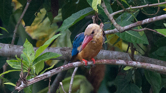 Stork-billed Kingfisher (Pelargopsis capensis)