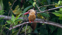 Stork-billed Kingfisher (Pelargopsis capensis)