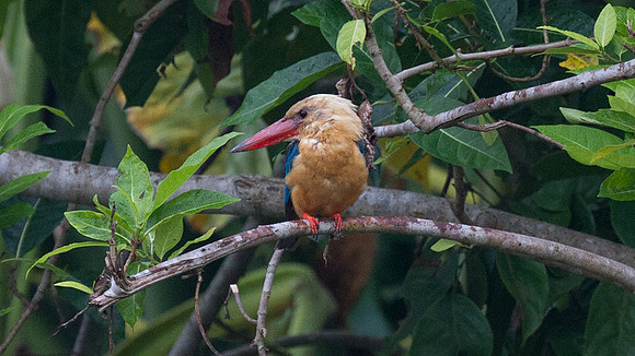 Stork-billed Kingfisher (Pelargopsis capensis)