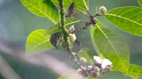 Bold-striped Tit-Babbler (Macronous bornensis)
