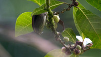 Bold-striped Tit-Babbler (Macronous bornensis)