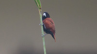 Chestnut Munia (Lonchura atricapilla)