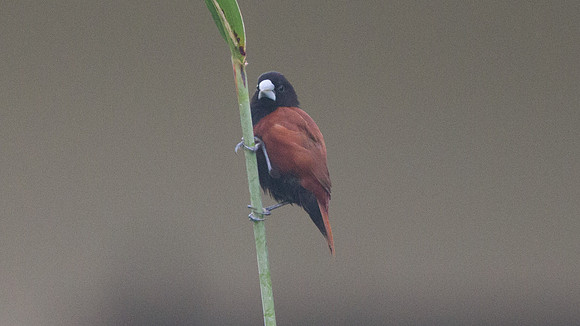 Chestnut Munia (Lonchura atricapilla)