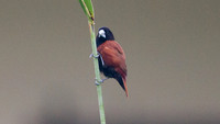 Chestnut Munia (Lonchura atricapilla)