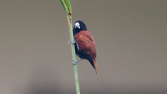Chestnut Munia (Lonchura atricapilla)