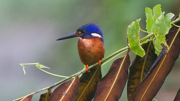 Blue-eared Kingfisher (Alcedo meninting)