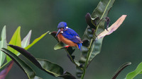Blue-eared Kingfisher (Alcedo meninting)