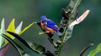 Blue-eared Kingfisher (Alcedo meninting)
