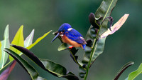 Blue-eared Kingfisher (Alcedo meninting)