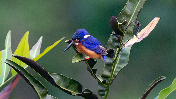 Blue-eared Kingfisher (Alcedo meninting)
