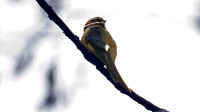 Whiskered Treeswift (Hemiprocne comata)