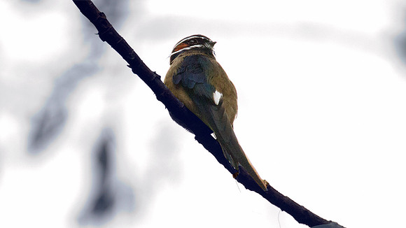 Whiskered Treeswift (Hemiprocne comata)
