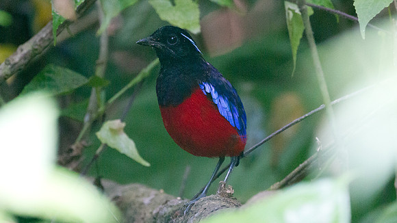 Black-headed Pitta (Pitta ussheri)
