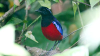 Black-headed Pitta (Pitta ussheri)